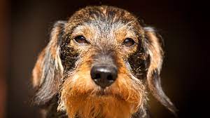 You weren't thinking of going somewhere without me, were you ? 13 Dog Breeds That Are Wirehaired