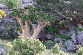 Image result for Cyphostemma barbosae