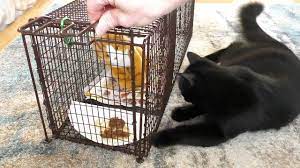 We did not find results for: How To Trap Feral Cats Cat Man Chris Youtube