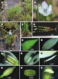 Image result for Swertia