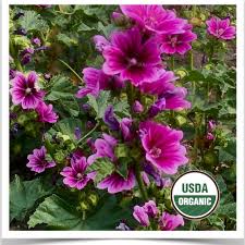 Image result for Malva