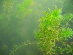 Hydrilla can reproduce by fragmentation, from seeds, from turions (axillary buds), and from tubers. How To Get Rid Of Hydrilla Identifying Hydrilla