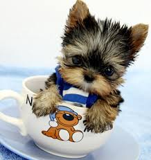 My Story Boku No Hero Academia Male Reader Insert Cute Dogs Cute Animals Teacup Puppies