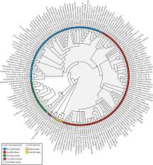 Image result for Rogiera cordata