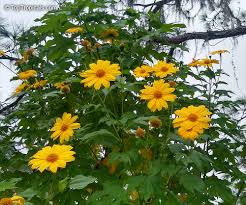Image result for Tithonia