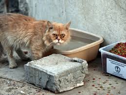 Maybe you would like to learn more about one of these? 100 Pets Dumped In Mina Area Rescued Uae Gulf News