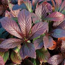 Image result for Pavonia rogersii