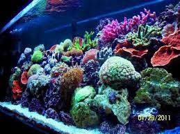 Pin On Reef Tank Inspiration