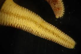 Image result for Eriosema pumilum