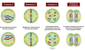 วัตถุประสงค์ 2.1 บอกพฤติกรรมระยะต่างๆ ของเซลล์ที่กาลังแบ่งแบบไมโทซิสได้ 2.2 สามารถเตรี ยมสไลด์เพือ่ ใช้ศึกษาการแบ่งเซลล์แบบ. Tss Connected à¸à¸²à¸£à¹à¸š à¸‡à¹€à¸‹à¸¥à¸¥ à¹à¸šà¸šà¹„à¸¡à¹‚à¸­à¸‹ à¸ª Meiosis
