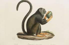 dessins anciens de singes singe tamarin a mains rousses jpg animaux en mosaique dessin illustration coloriages enfants com