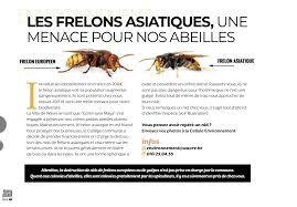 Le frelon à pattes jaunes (ou frelon asiatique), est classé en tant qu'espèce invasive. Le Frelon Asiatique Vespa Velutina Societe Royale D Apiculture De Wavre Et Environs