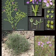 Image result for Zygophyllaceae