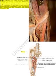 Image result for Obturator Nerve Compression