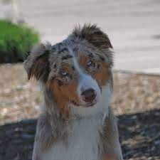 Coiorado aussie rescue started out as a purebred austraiian shepherd rescue in juiy of 2008. Western Australian Shepherd Rescue Home Facebook