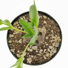 Image result for Aeollanthus subacaulis