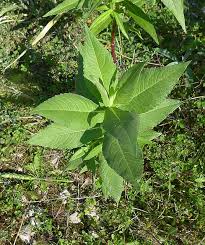 Image result for Guizotia scabra