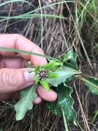 Image result for Apocynaceae subfamily Periplocoideae