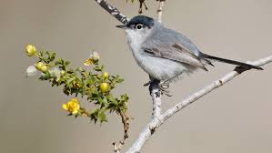 Image result for Gnidia hockii