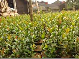 Beli taman taman bsd gading serpong di grosir tanaman hias. Tukang Taman Sawangan Tukang Taman Minimalis