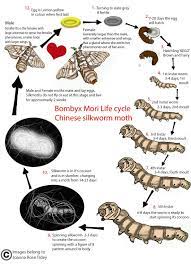 Moth Life Cycle Silkworm Life Cycle Life Cycles