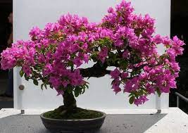 Lalu apa itu tanaman bonsai? Jenis Dan Cara Membuat Bunga Bonsai Bibit Online