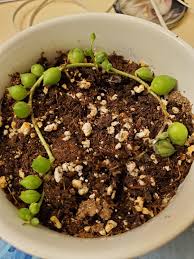 The most common way your string of hearts succulent is dying can be attributed to overwatering as this is also the main reason why succulents die in general. String Of Pearls Dying 570525 Ask Extension