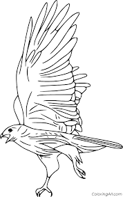 Black hawk helicopter coloring pages to color, print and download for free along with bunch of favorite helicopter coloring page for kids. Hawk Coloring Pages Coloringall