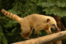 Na této stránce jsou výsledky na dotaz nosål červený v aktuálním křížovkářském slovníku. Nasua Nasua Brown Nosed Coati Biolib Cz