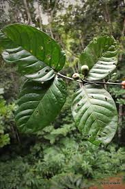 Image result for Oxyanthus speciosus