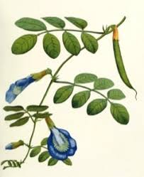 Image result for Clitoria