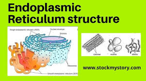 The amount of proteins assembled (through a as such, they are largely composed of the smooth endoplasmic reticulum. Endoplasmic Reticulum Structure Biology Stock My Story