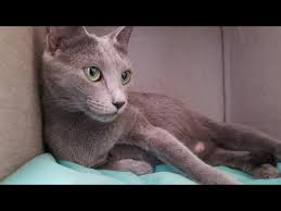 Buddy guy is almost four! Russian Blue Cute Baby Kittens Being Born Amazing Youtube