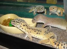 Maybe you would like to learn more about one of these? Look At These Piglet Dinosaurs Leopard Gecko Animals Gecko