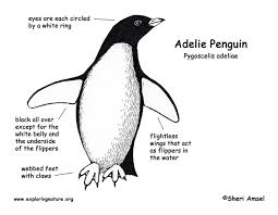 Interesting tidbit about adelie penguins: Penguin Adelie