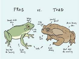 Il Fullxfull 304438030 Jpg 1 000 741 Pixels Frog Drawing Cute Frogs Frog Art