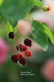 eimg 6685ジューンベリー 春の庭 きれいな花 庭