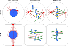 Check spelling or type a new query. Mechanisms Of Plant Spindle Formation Springerlink