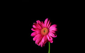 Right now we have 77+ background pictures, but the number of images is growing, so add the webpage to. Flowers Pink Daisy Black Background Wallpaper 3840x2400 330096 Wallpaperup