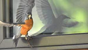 Several times i've seen birds on bright sunny days swoop right into windows, hitting hard, and dropping to the ground, stunned or dead. Spiritual Meaning Of Birds Hitting Window