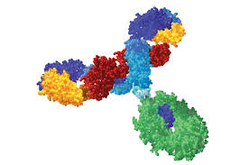 Patients meeting criteria for treatment with monoclonal antibody will also meet criteria for medical isolation. Monoclonal Antibody Drugs For Cancer Treatment Memorial Sloan Kettering Cancer Center