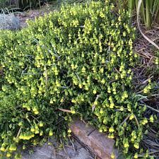 Image result for Hermannia seineri