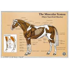 The Muscular System Wall Chart The British Horse Society