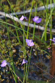 Image result for Lentibulariaceae