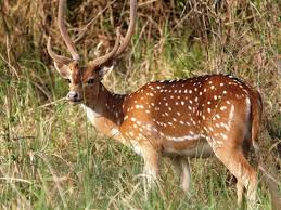 Sikkim state symbols animal bird tree emblem and flower. Bhimbandh Wildlife Sanctuary In Bihar India Wildlife Sanctuary National Parks Wildlife