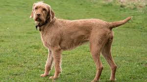 Image result for výmarský dlouhosrstý ohař