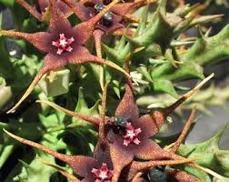 Image result for Orbea caudata