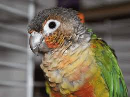 Yellow Bird With Red Cheeks Yellow Sided Green Cheek Conure Conure Parrots Pet Birds Conure