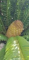 Image result for Encephalartos lebomboensis