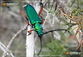 Image result for Buchnera keilii